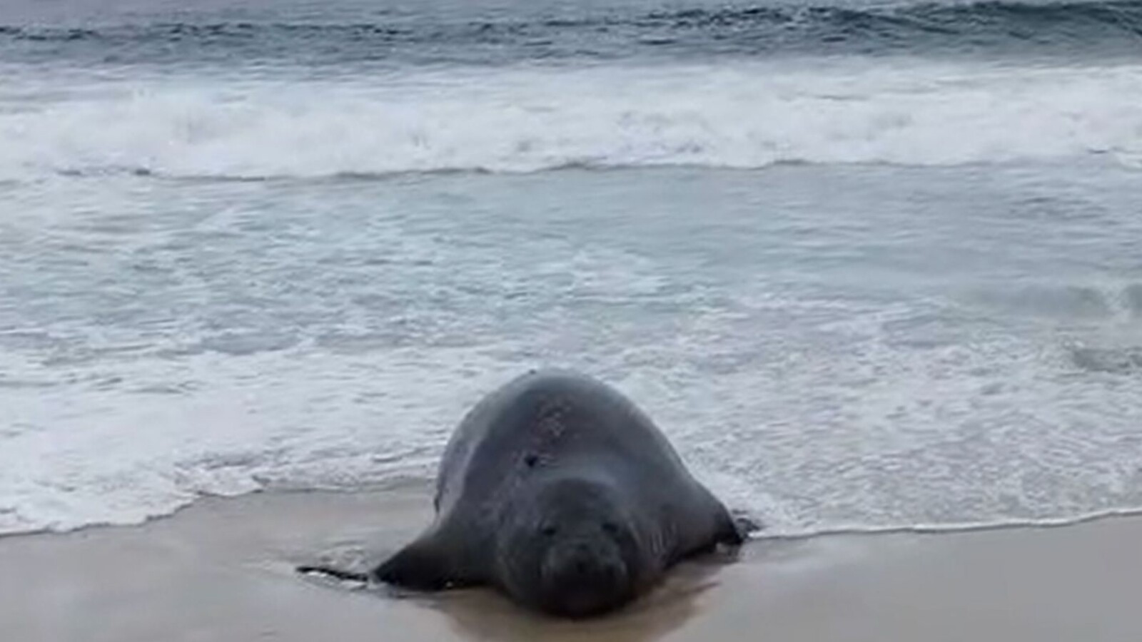 Elefante-marinho descansa na faixa de areia da Praia de São Conrado