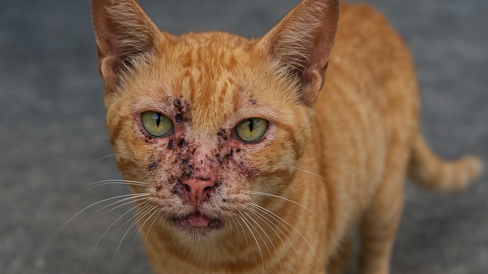Gato com Esporotricose.